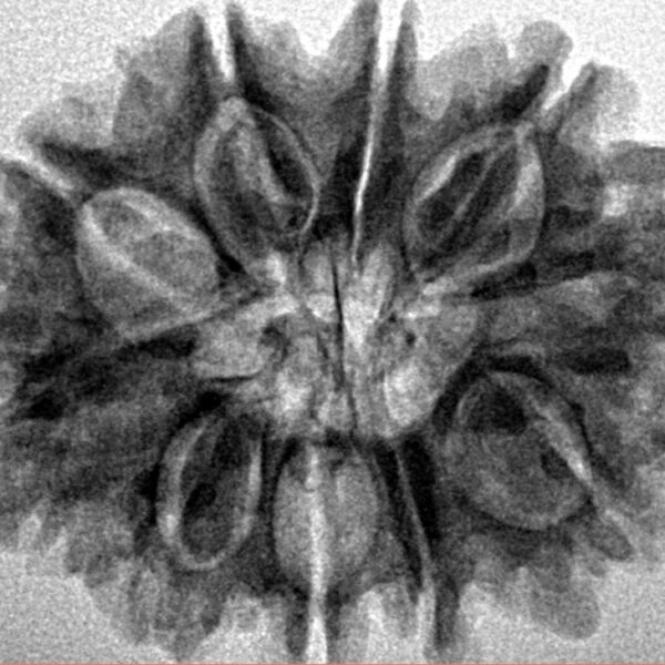 10 Mukhi Rudraksha 27.9mm 4.82gm - Inverse xray