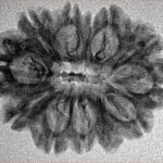 12 Mukhi Rudraksha 27.8mm 3.23gm - Inverse xray