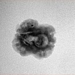 2 Mukhi Rudraksha 22.6mm 1.53gm - Inverse xray