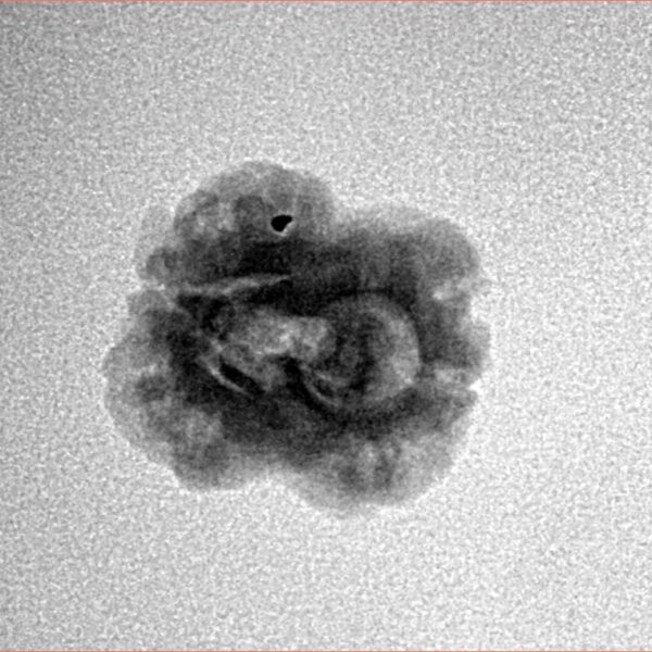 2 Mukhi Rudraksha 22.6mm 1.53gm - Inverse xray