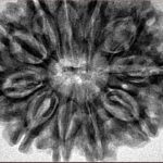 11 Mukhi Rudraksha 32.4mm 7.35gm - Inverse xray