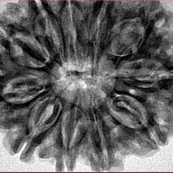 11 Mukhi Rudraksha 32.4mm 7.35gm - Inverse xray