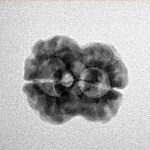 2 Mukhi Rudraksha 20.4mm 1.83gm - Inverse xray