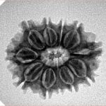 11 Mukhi Rudraksha 23.5mm 3gm - Inverse xray