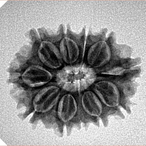 11 Mukhi Rudraksha 23.5mm 3gm - Inverse xray