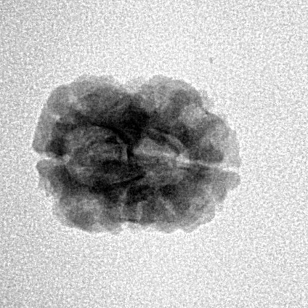 2 Mukhi Rudraksha 20.6mm 1.45gm - Inverse xray