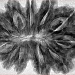 12 Mukhi Rudraksha 36.2mm 7.73gm - Inverse xray