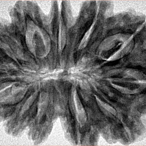 12 Mukhi Rudraksha 36.2mm 7.73gm - Inverse xray