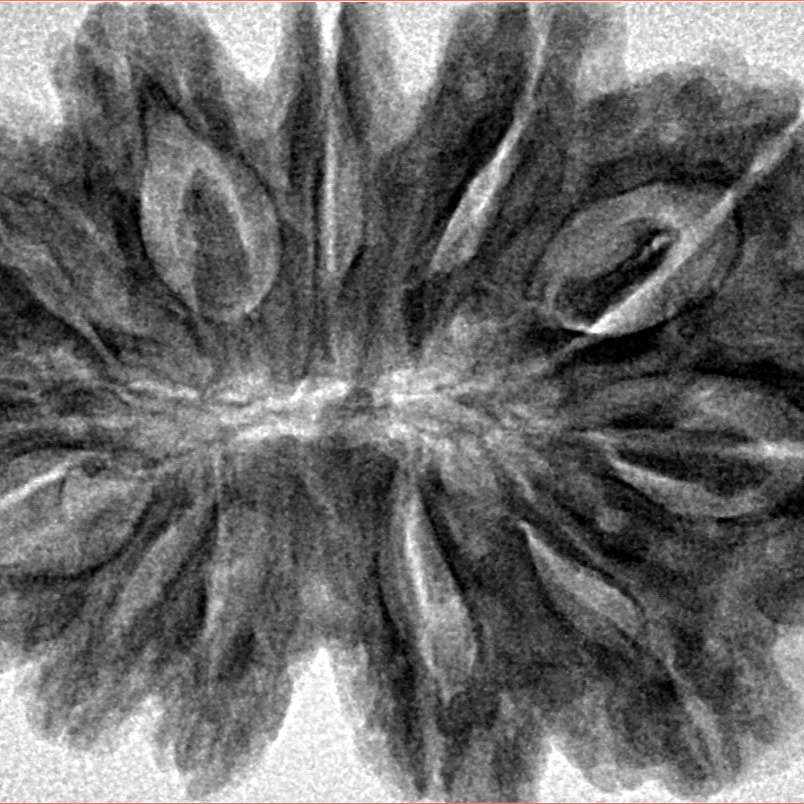 12 Mukhi Rudraksha 36.2mm 7.73gm - Inverse xray