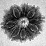 11 Mukhi Rudraksha 23mm 3.42gm - Inverse xray