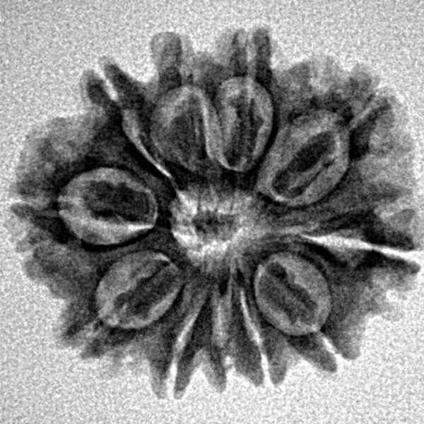 11 Mukhi Rudraksha 22.4mm 2.8gm - Inverse xray