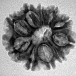 10 Mukhi Rudraksha 22.4mm 3gm - Inverse xray