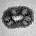 17 Mukhi Rudraksha 20mm 1.67gm - Inverse xray