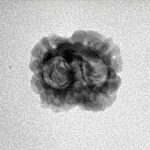 2 Mukhi Rudraksha 19.6mm 1.32gm - Inverse xray