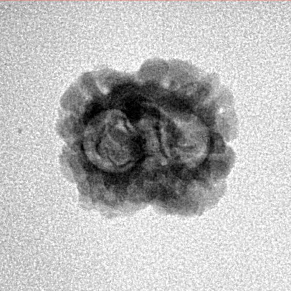 2 Mukhi Rudraksha 19.6mm 1.32gm - Inverse xray