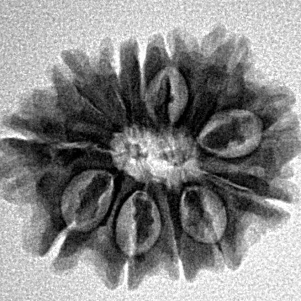 12 Mukhi Rudraksha 21.9mm 2.7gm - Inverse xray