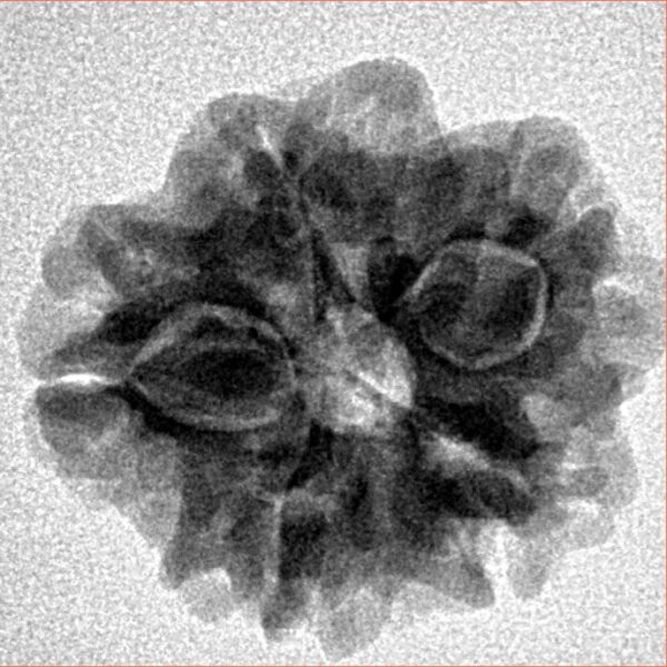 1MK(Underdeveloped) 21.9mm 3gm - Inverse xray