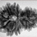 14 Mukhi Garbh Gauri 30.3mm 5.61gm - Inverse xray