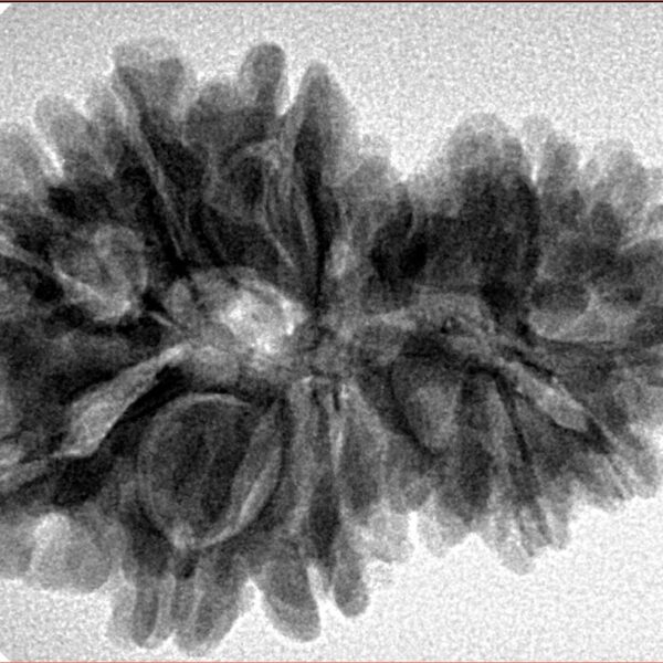 14 Mukhi Garbh Gauri 30.3mm 5.61gm - Inverse xray