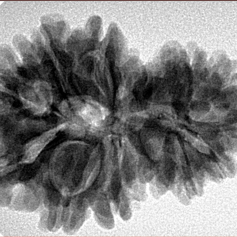 14 Mukhi Garbh Gauri 30.3mm 5.61gm - Inverse xray