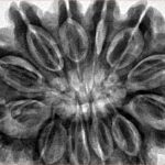 12 Mukhi Rudraksha 35.4mm 9.81gm - Inverse xray