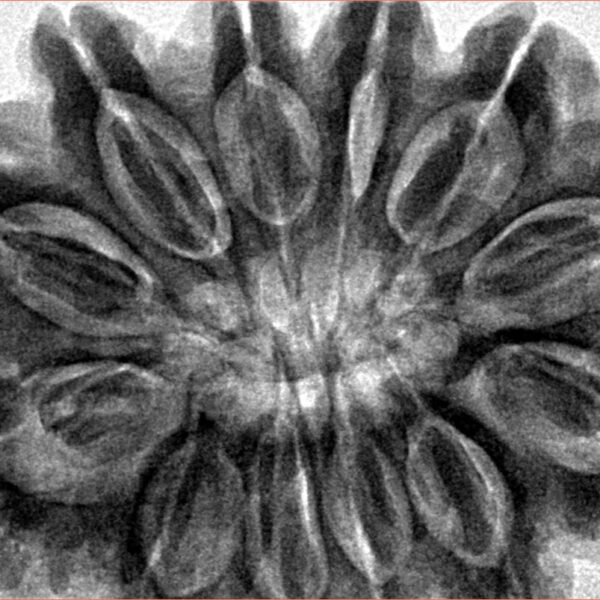 12 Mukhi Rudraksha 35.4mm 9.81gm - Inverse xray