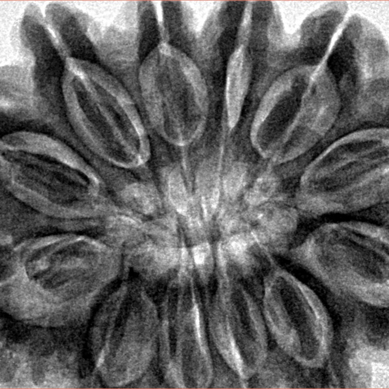 12 Mukhi Rudraksha 35.4mm 9.81gm - Inverse xray