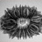 12 Mukhi Rudraksha 27.2mm 4gm - Inverse xray