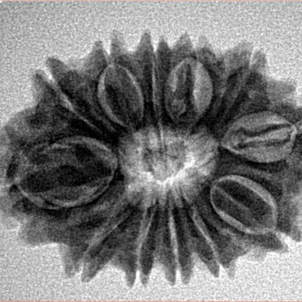 12 Mukhi Rudraksha 27.2mm 4gm - Inverse xray
