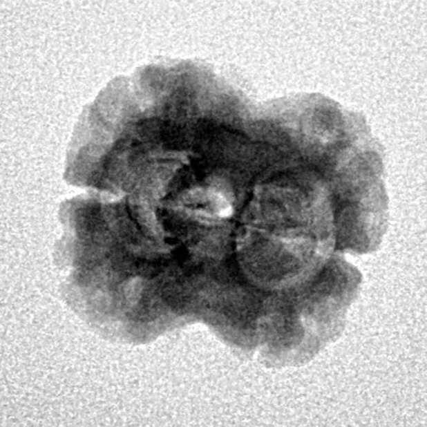 2 Mukhi Rudraksha 24mm 1.86gm - Inverse xray