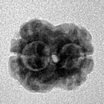 2 Mukhi Rudraksha 17.4mm 1.46gm - Inverse xray