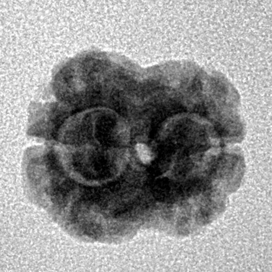 2 Mukhi Rudraksha 17.4mm 1.46gm - Inverse xray