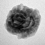 2 Mukhi Rudraksha 22.7mm 2gm - Inverse xray