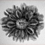 11 Mukhi Rudraksha 24.4mm 3.91gm - Inverse xray