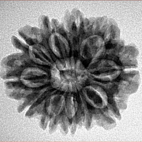 11 Mukhi Rudraksha 24.4mm 3.91gm - Inverse xray
