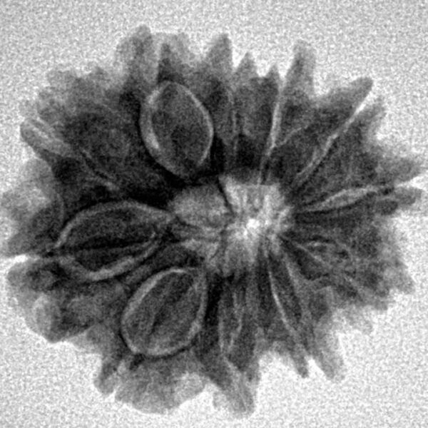 11 Mukhi Rudraksha 23mm 3.7gm - Inverse xray