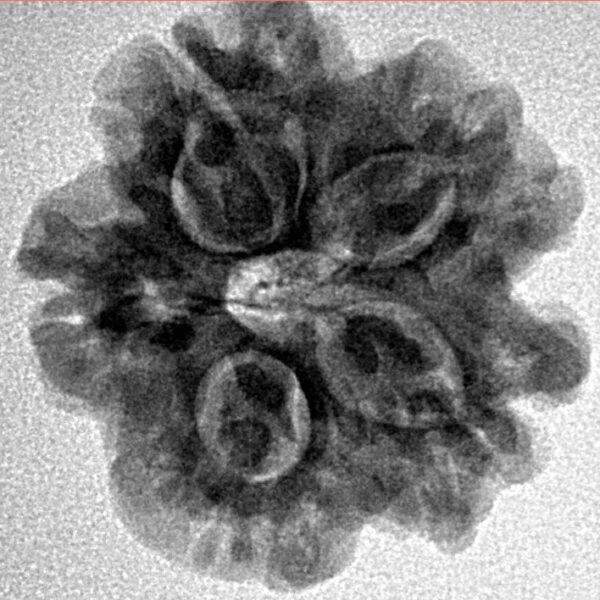 1MK(Underdeveloped) 22.5mm 3.81gm - Inverse xray