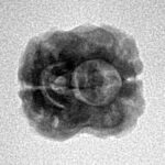 2 Mukhi Rudraksha 21.3mm 1.41gm - Inverse xray