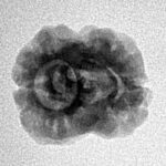 2 Mukhi Rudraksha 20.6mm 1.62gm - Inverse xray