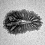 21 Mukhi Rudraksha 20.8mm 1.62gm - Origin: Indonesia - Inverse xray