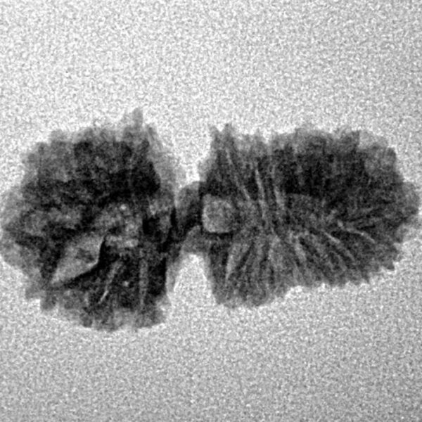 23 Mukhi Gaurishankar 23.3mm 1.53gm - Inverse xray