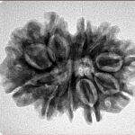 11 Mukhi Rudraksha 26.5mm 4gm - Inverse xray