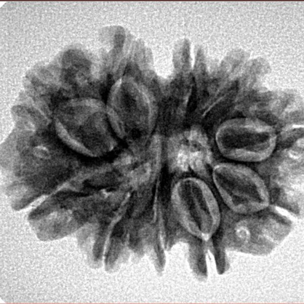 11 Mukhi Rudraksha 26.5mm 4gm - Inverse xray