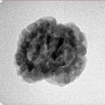 2 Mukhi Rudraksha 24.5mm 2.56gm - Inverse xray