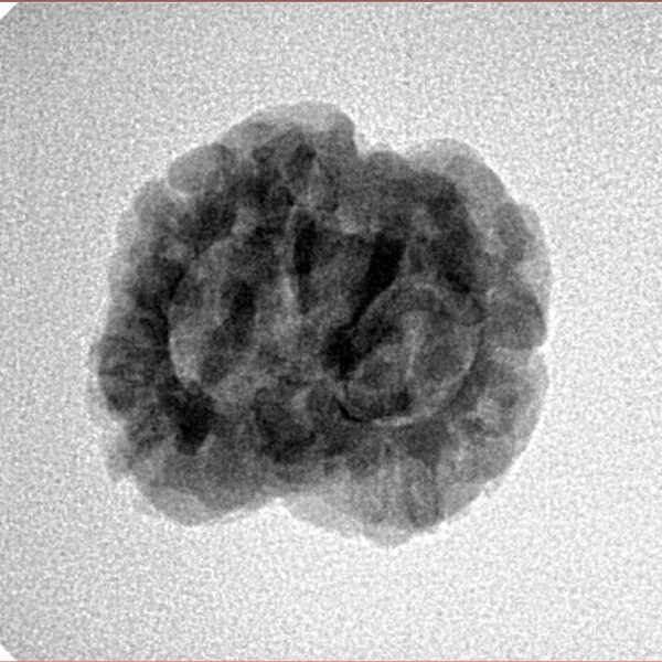 2 Mukhi Rudraksha 24.5mm 2.56gm - Inverse xray