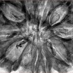 11 Mukhi Rudraksha 36.2mm 8.28gm - Inverse xray