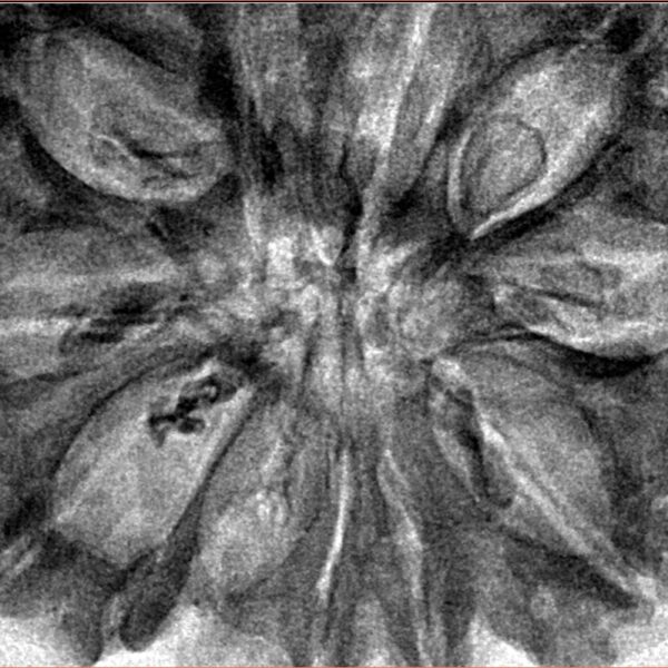 11 Mukhi Rudraksha 36.2mm 8.28gm - Inverse xray