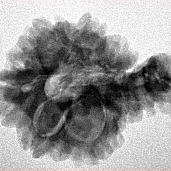 Sawar/Ganesh (6+1) 25.6mm 3.43gm - Inverse xray