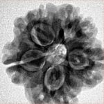 1MK(Underdeveloped) 22.6mm 3.78gm - Inverse xray