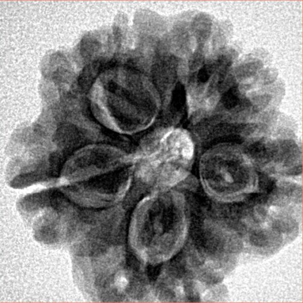 1MK(Underdeveloped) 22.6mm 3.78gm - Inverse xray